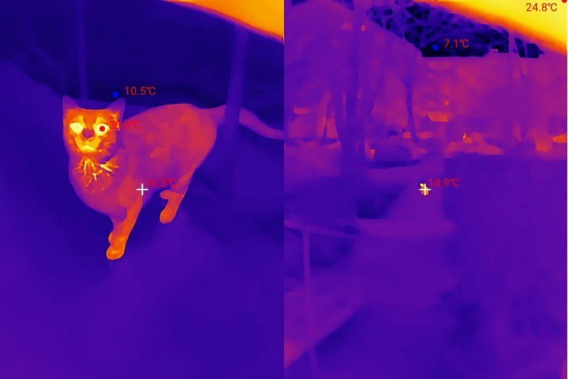 Scanner les chats à l'extérieur avec une caméra Thermal Master P2.