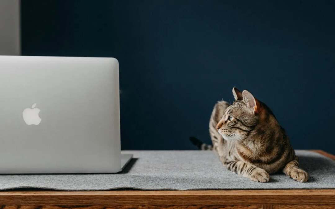 Besoin d&rsquo;afficher la taille du dossier dans le Finder macOS ? Utilisez ces astuces