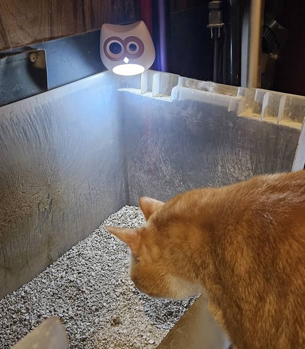 Mon chat Goldie vérifie la veilleuse de la caméra SiiPet LitterLens.