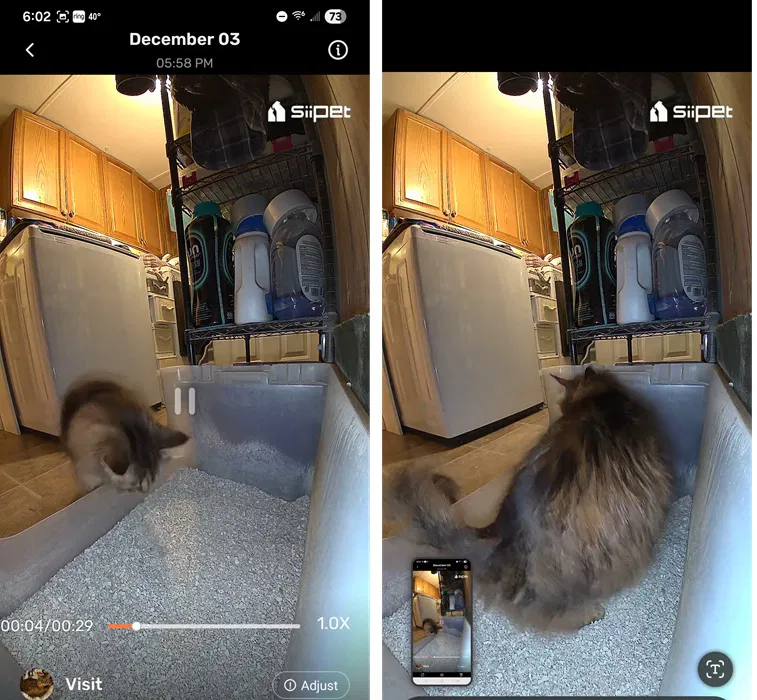 Visite d'enregistrement du chat timide Autumn sur LitterLens.