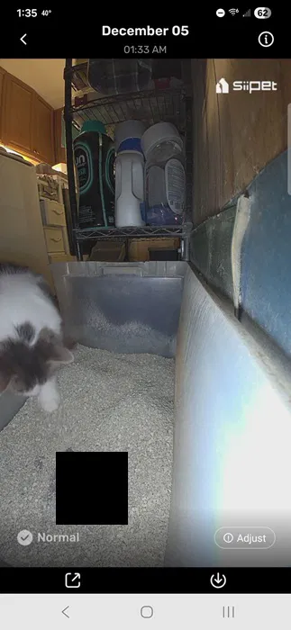 Chat allant à la litière.