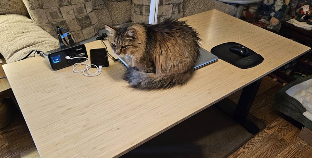 Mon chat Autumn assis sur un bureau debout en bougeant.