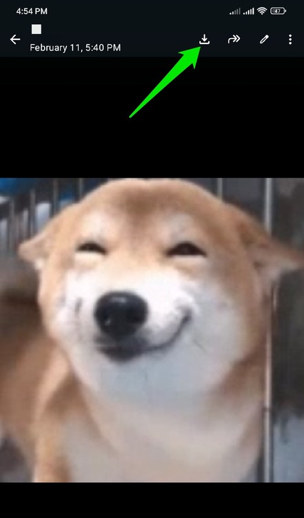 Enregistrer le GIF de chien dans WhatsApp