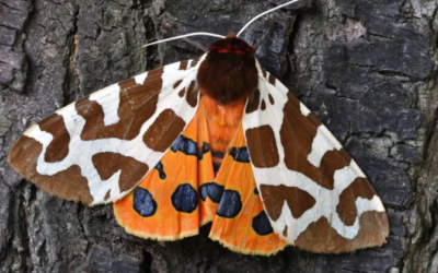 Le premier bug informatique était un véritable papillon de nuit, retiré d'un relais dans un ordinateur de Harvard en 1947 et enregistré dans le journal de bord avec la note "premier cas réel de bug découvert" - et le journal de bord est toujours conservé au Smithsonian.