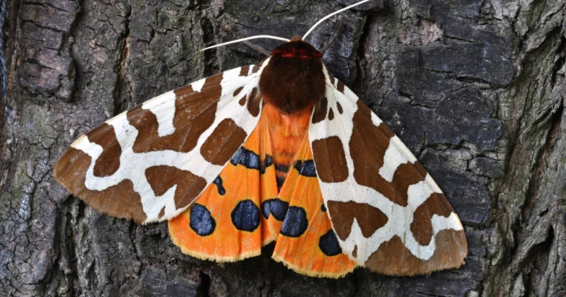 Le premier bug informatique était un véritable papillon de nuit, retiré d'un relais dans un ordinateur de Harvard en 1947 et enregistré dans le journal de bord avec la note "premier cas réel de bug découvert" - et le journal de bord est toujours conservé au Smithsonian.