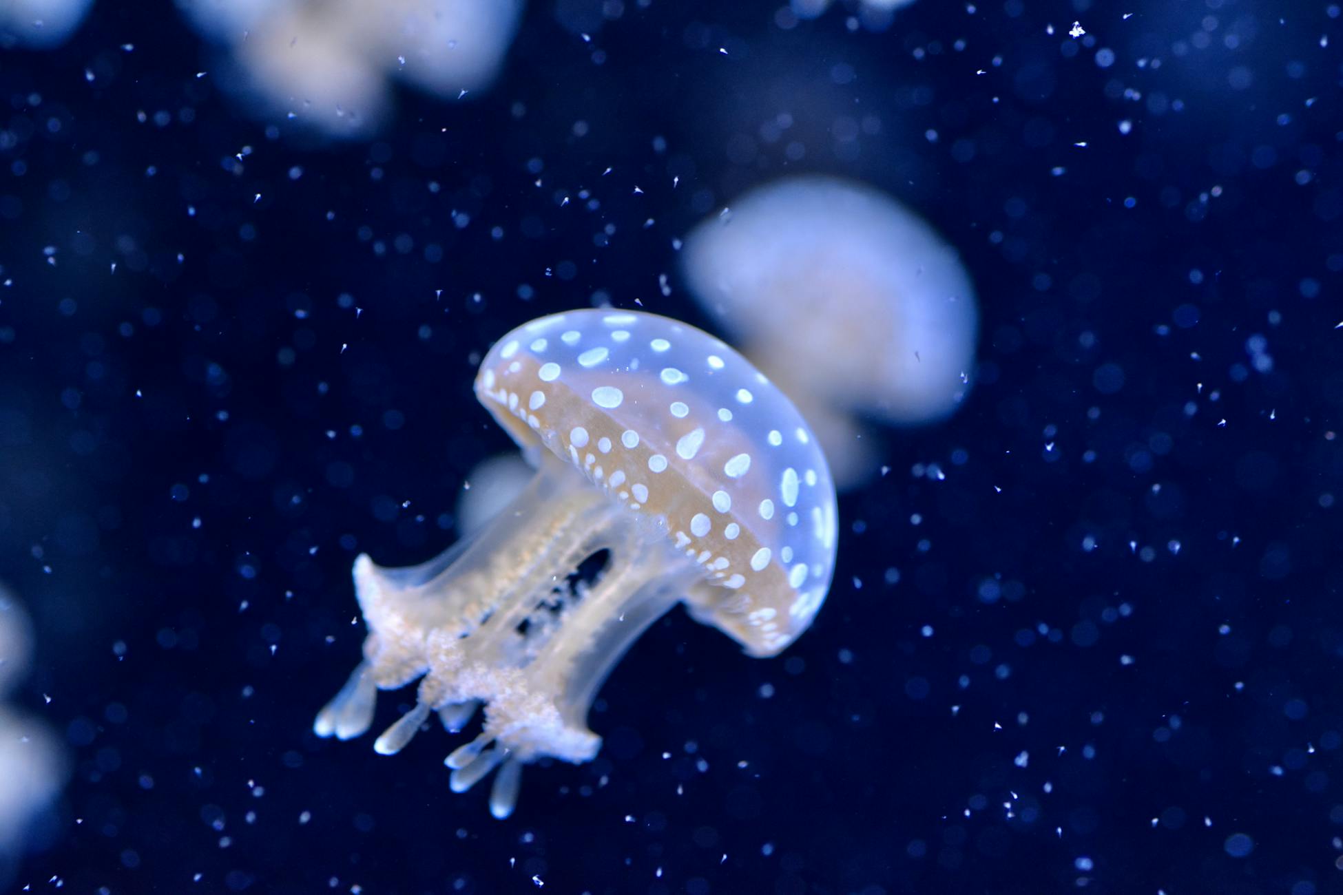 Un superbe gros plan d'une méduse tachetée, mettant en valeur son corps translucide et ses taches délicates, capturée sous l'eau.