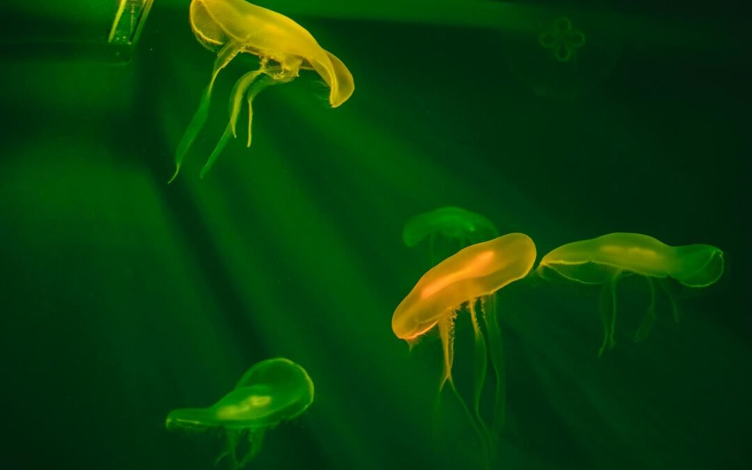 Une espèce de méduse appelée Turritopsis dohrnii peut ramener ses cellules adultes au stade de polype juvénile lorsqu&rsquo;elle est blessée ou affamée, relançant ainsi son cycle de vie, et les biologistes n&rsquo;ont jusqu&rsquo;à présent pas réussi à identifier de limite naturelle au nombre de fois où elle peut le faire.